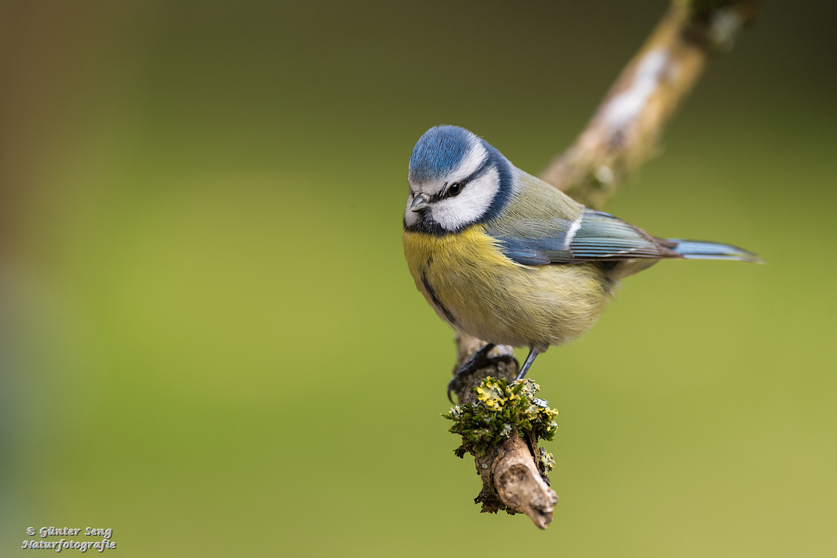 Neugierige Blaumeise