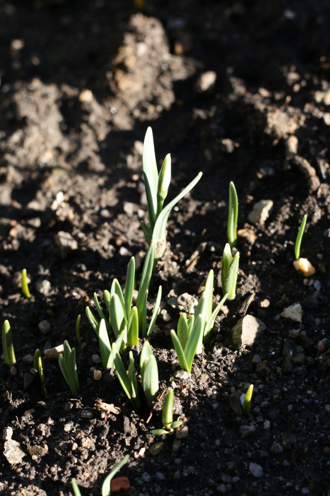 Neugierige Blümchen oder doch schon Frühblüher?