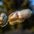 neugierige blüten...