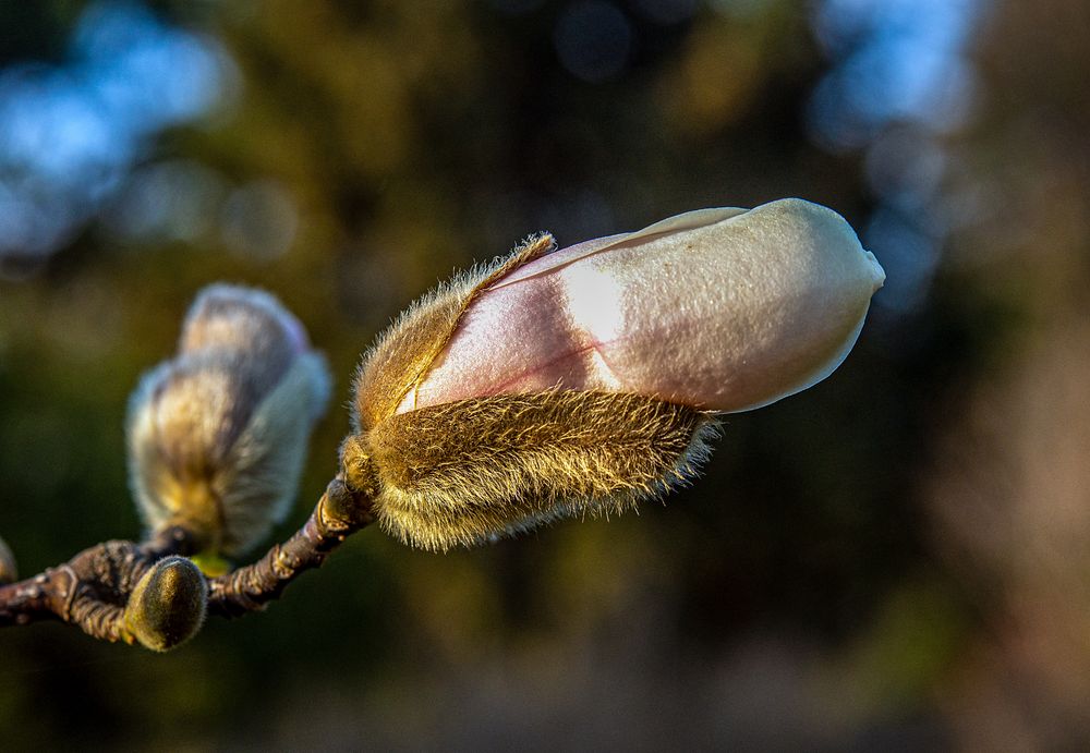 neugierige blüten...