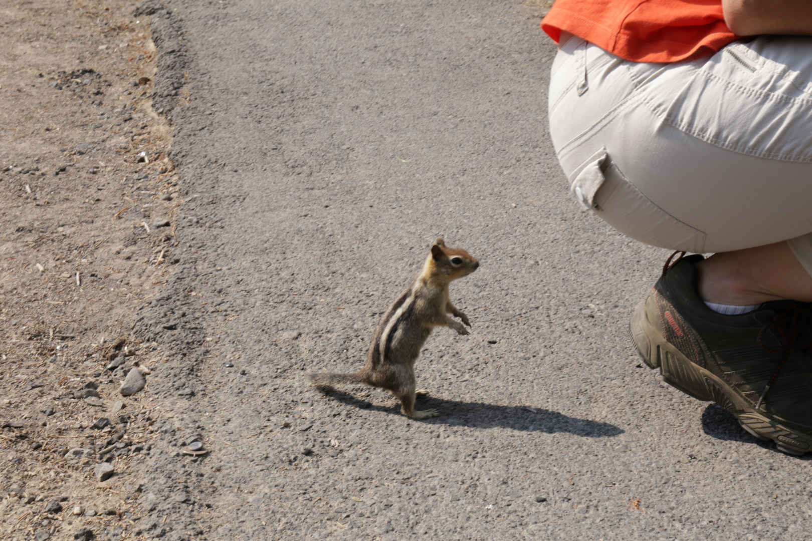 Neugierige Chipmunks