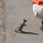 Neugierige Chipmunks