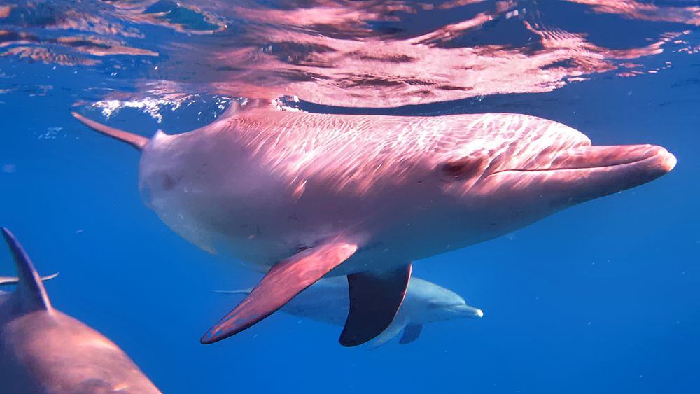 Neugierige Delfine am Außenriff. Foto & Bild tiere, wildlife