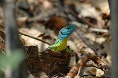 Neugierige Echse erkundet die Umgebung