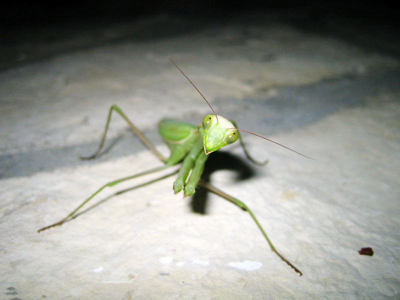 neugierige Einheimische