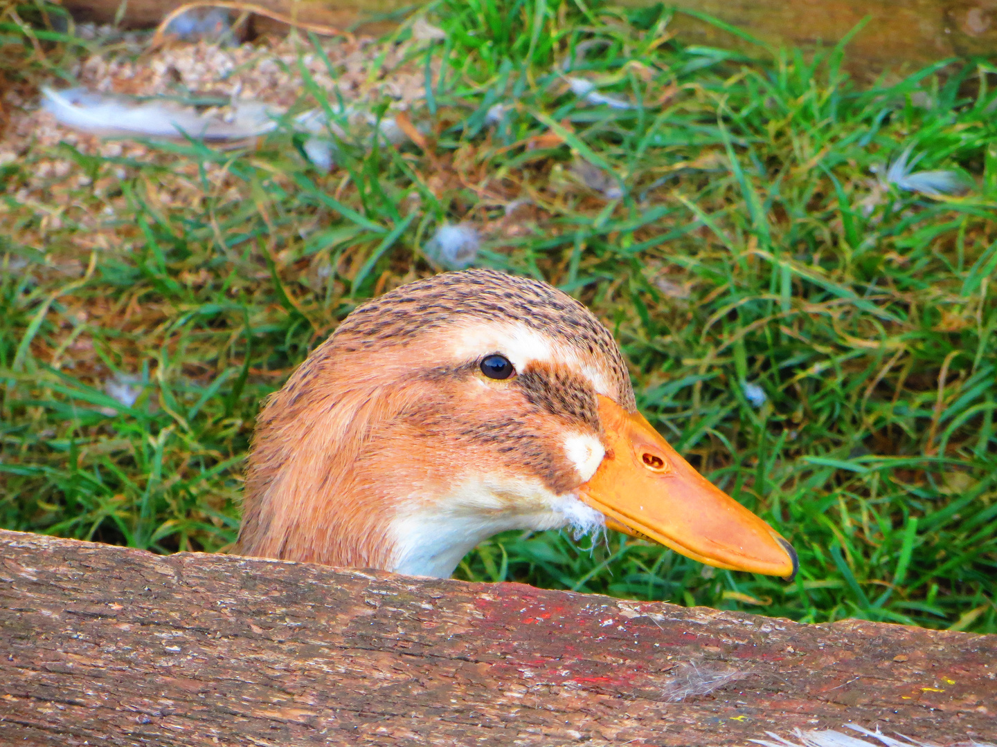 neugierige Ente