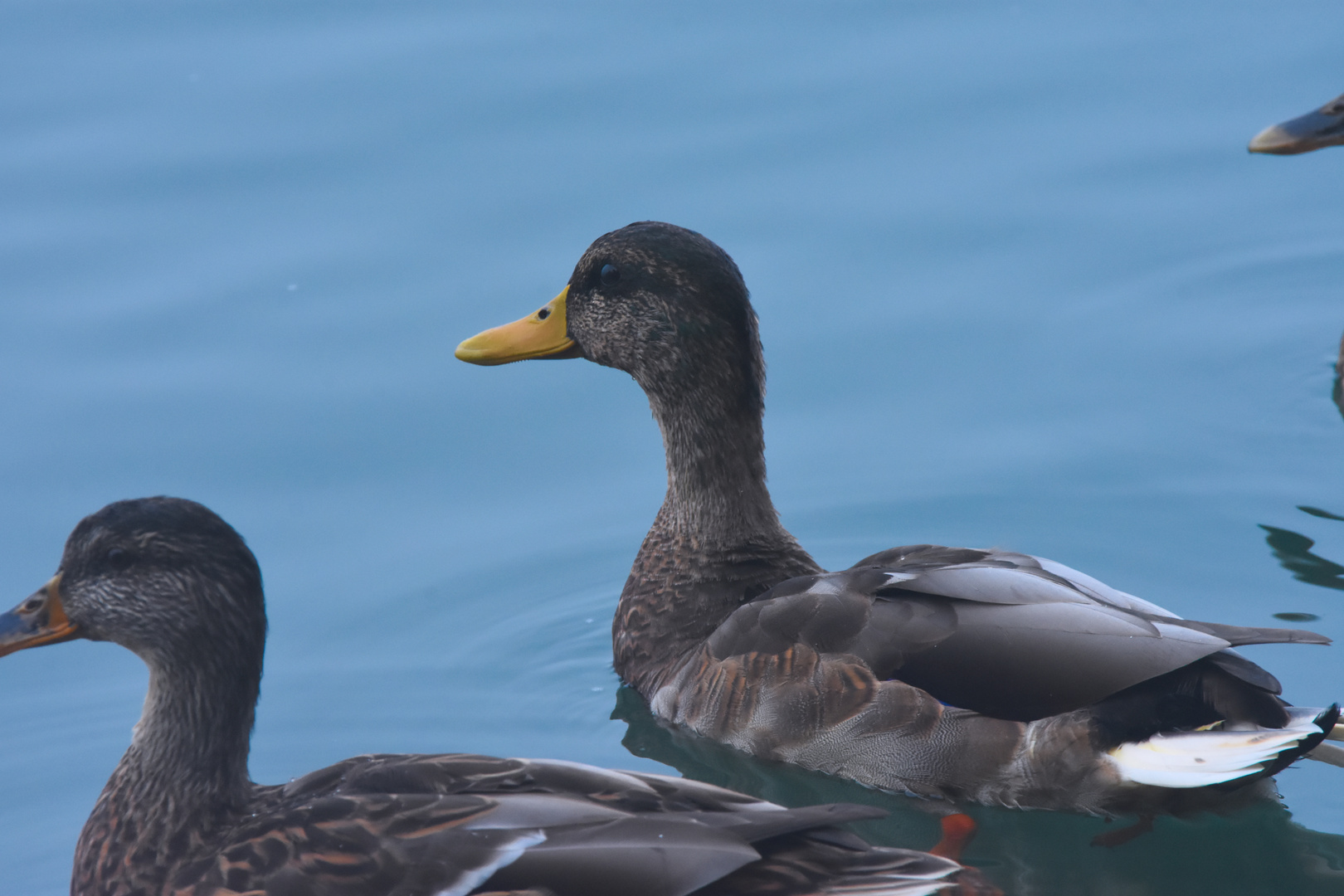 Neugierige Ente