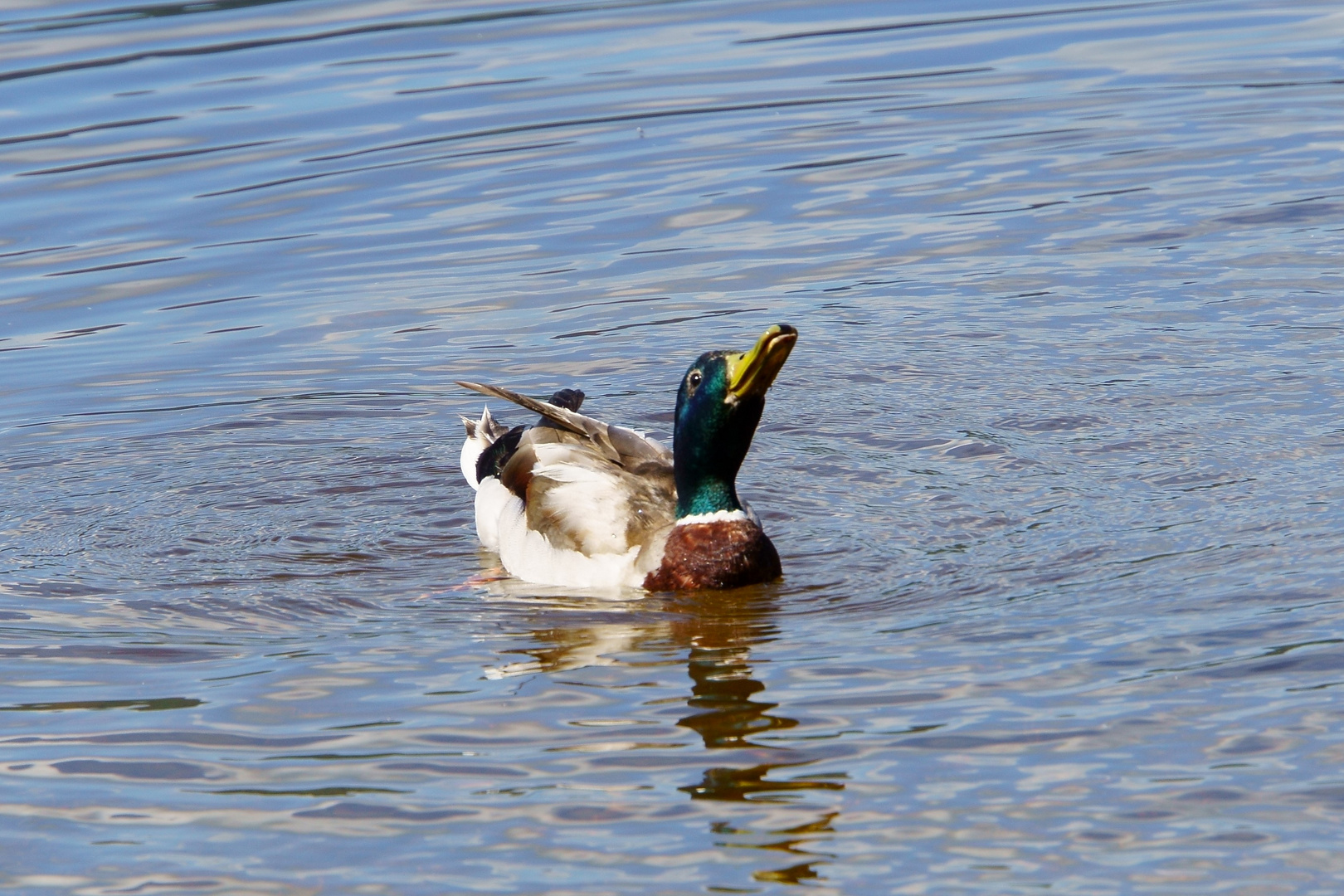 neugierige Ente