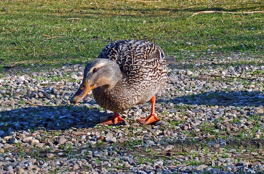 neugierige Ente