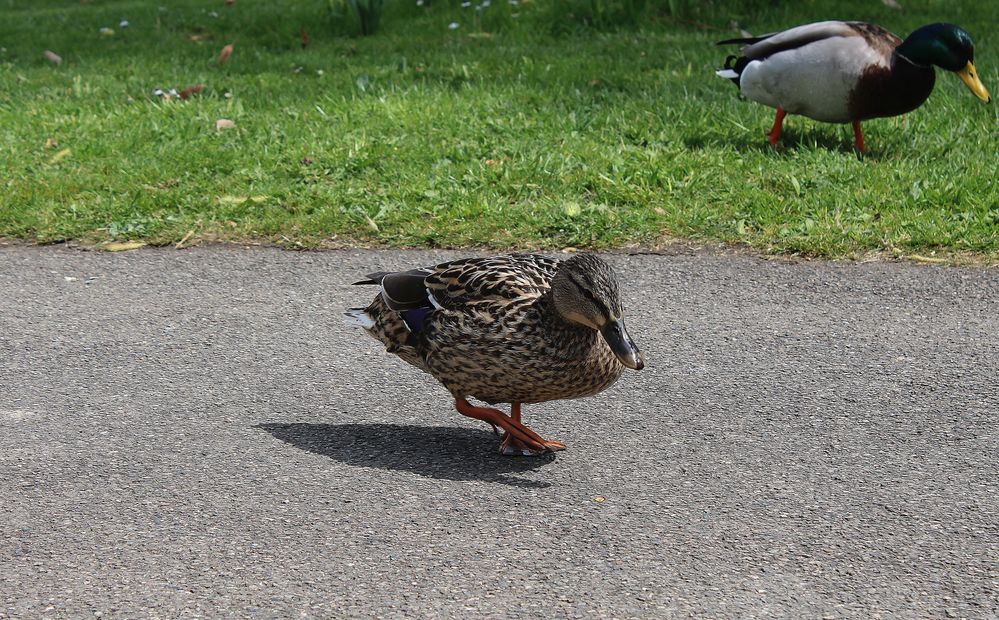 Neugierige Ente