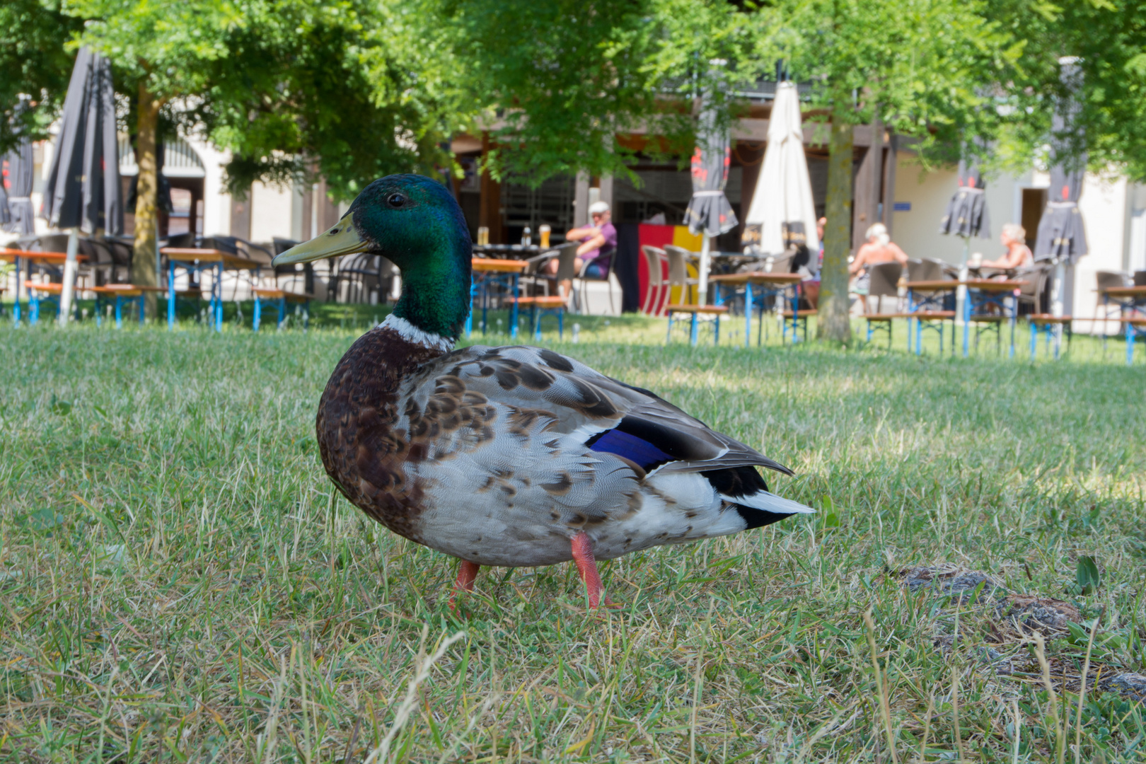 neugierige Ente