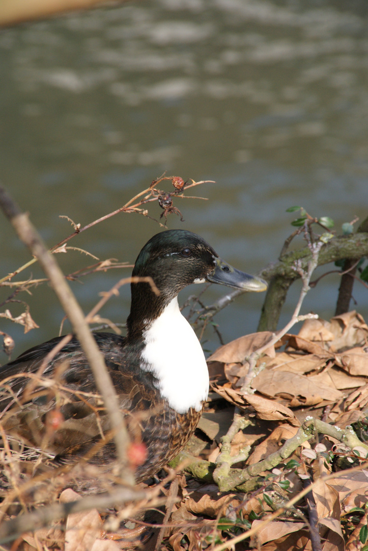 Neugierige Ente