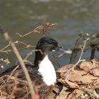 Neugierige Ente