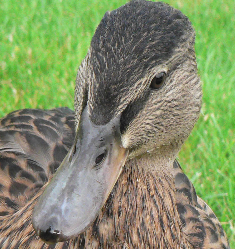 neugierige Ente von tokihami