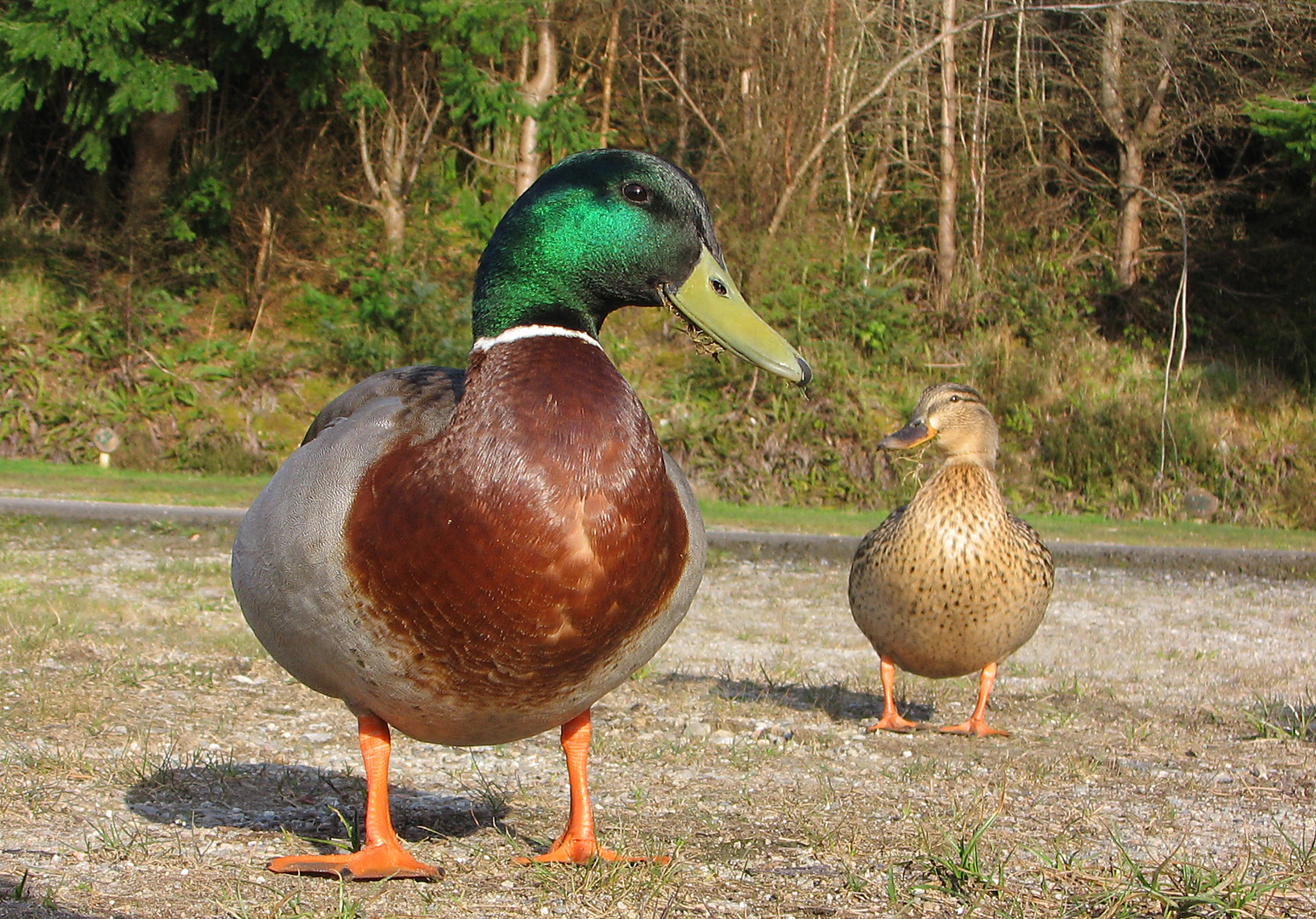 Neugierige Enten