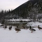 Neugierige Enten im Schnee