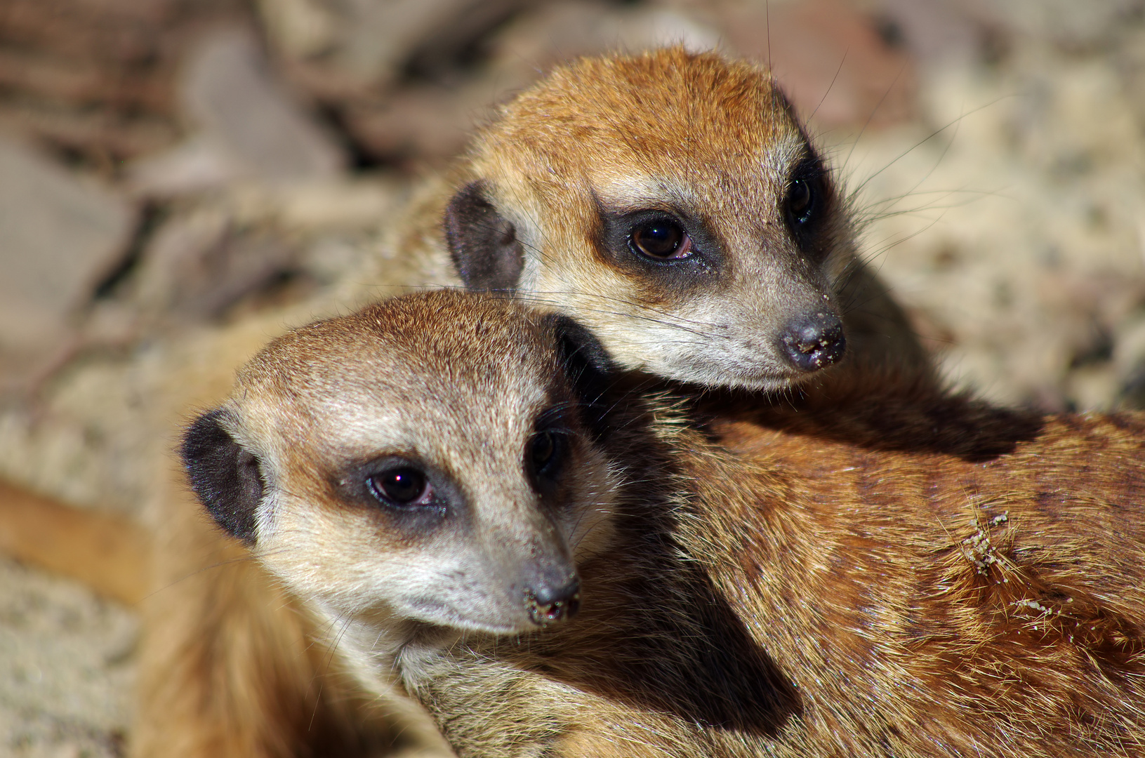 Neugierige Erdmännchen