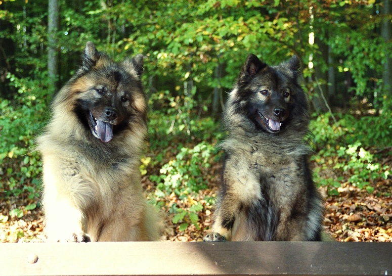 Neugierige Eurasier