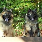 Neugierige Eurasier