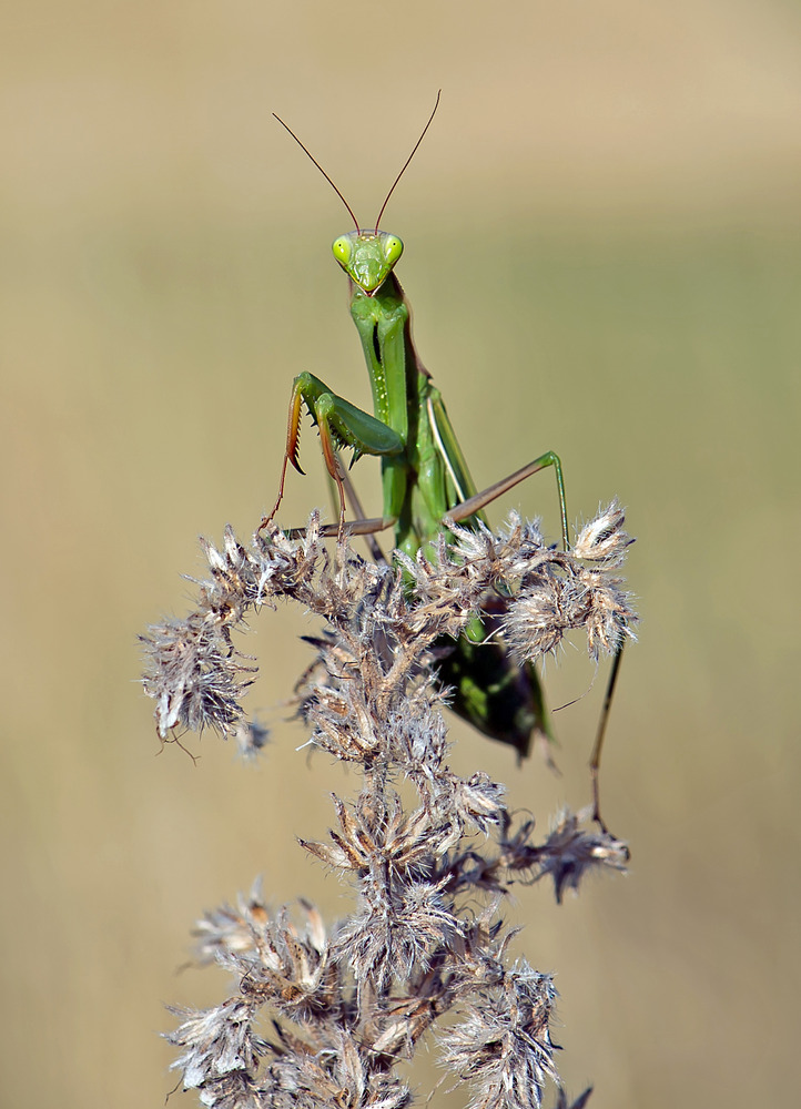 Neugierige Europäische Gottesanbeterin - Mantis religiosa