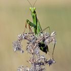 Neugierige Europäische Gottesanbeterin - Mantis religiosa