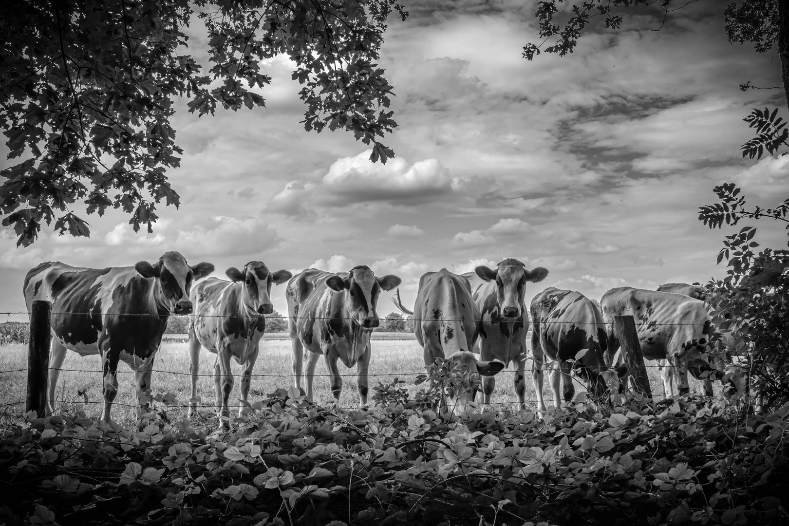 Neugierige Färsen / Curious heifers