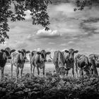 Neugierige Färsen / Curious heifers