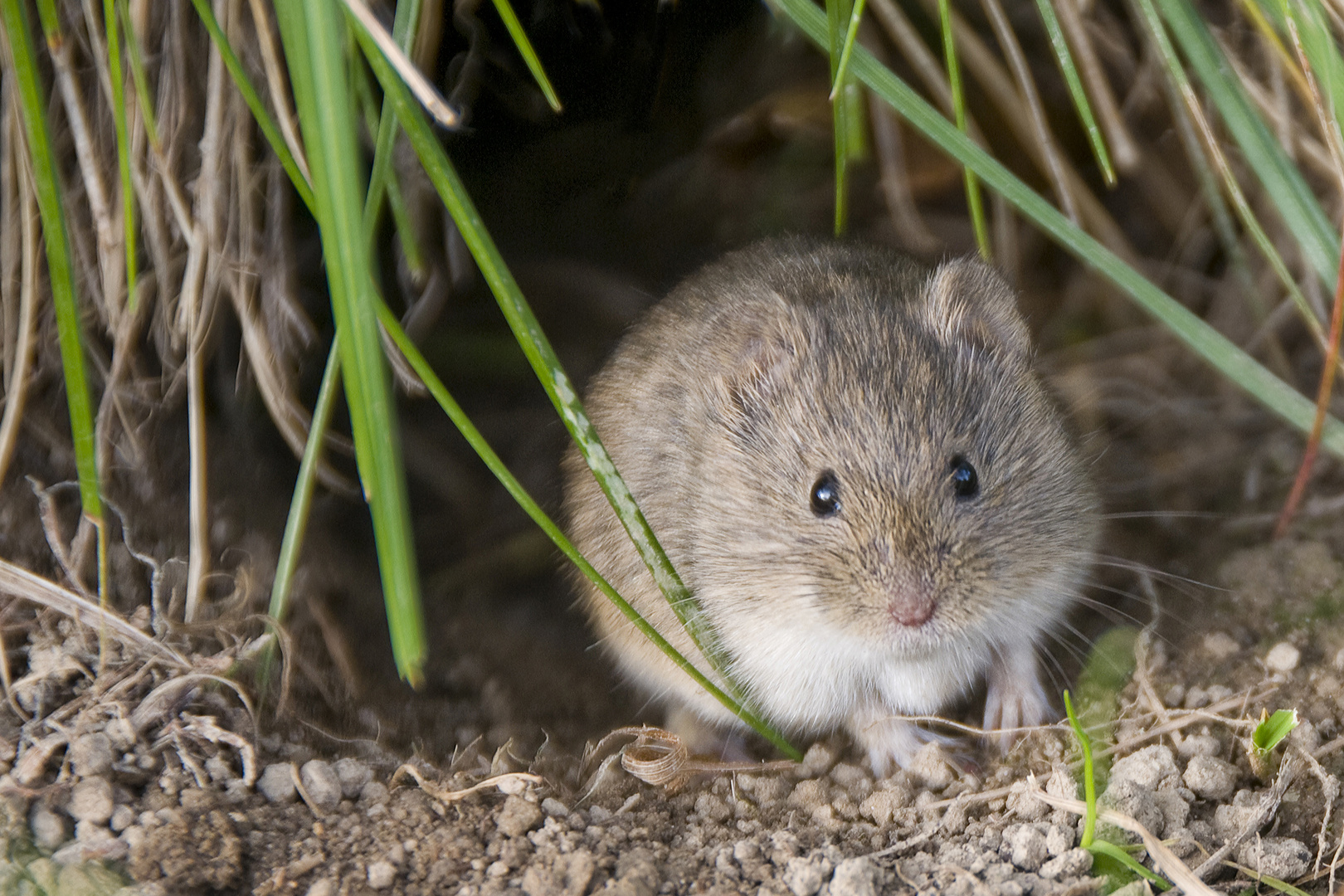 neugierige Feldmaus