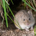 neugierige Feldmaus