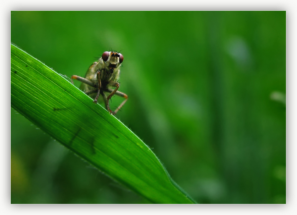 Neugierige Fliege