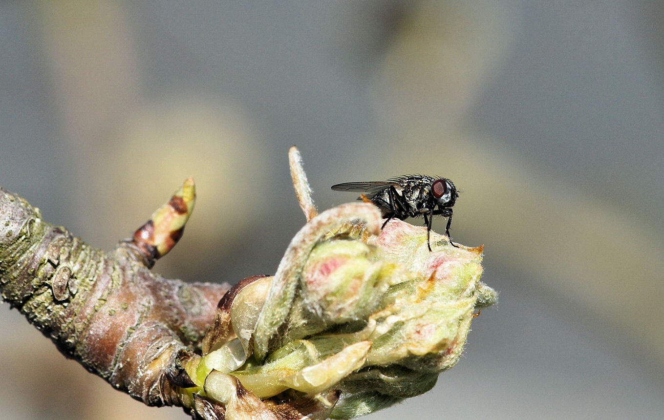 neugierige Fliege