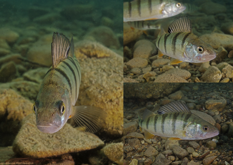 neugierige Flussbarsche