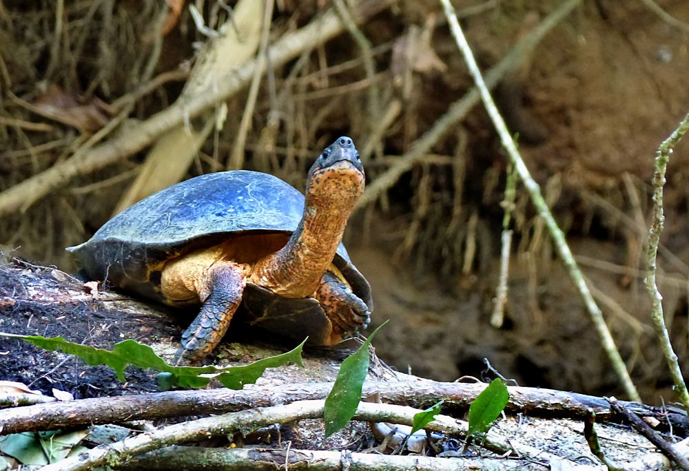 Neugierige Flussschildkröte