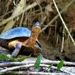 Neugierige Flussschildkröte