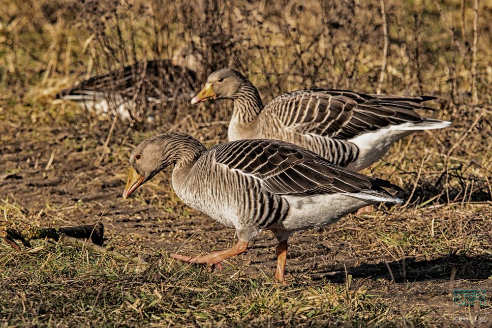 . . . neugierige Gänse.