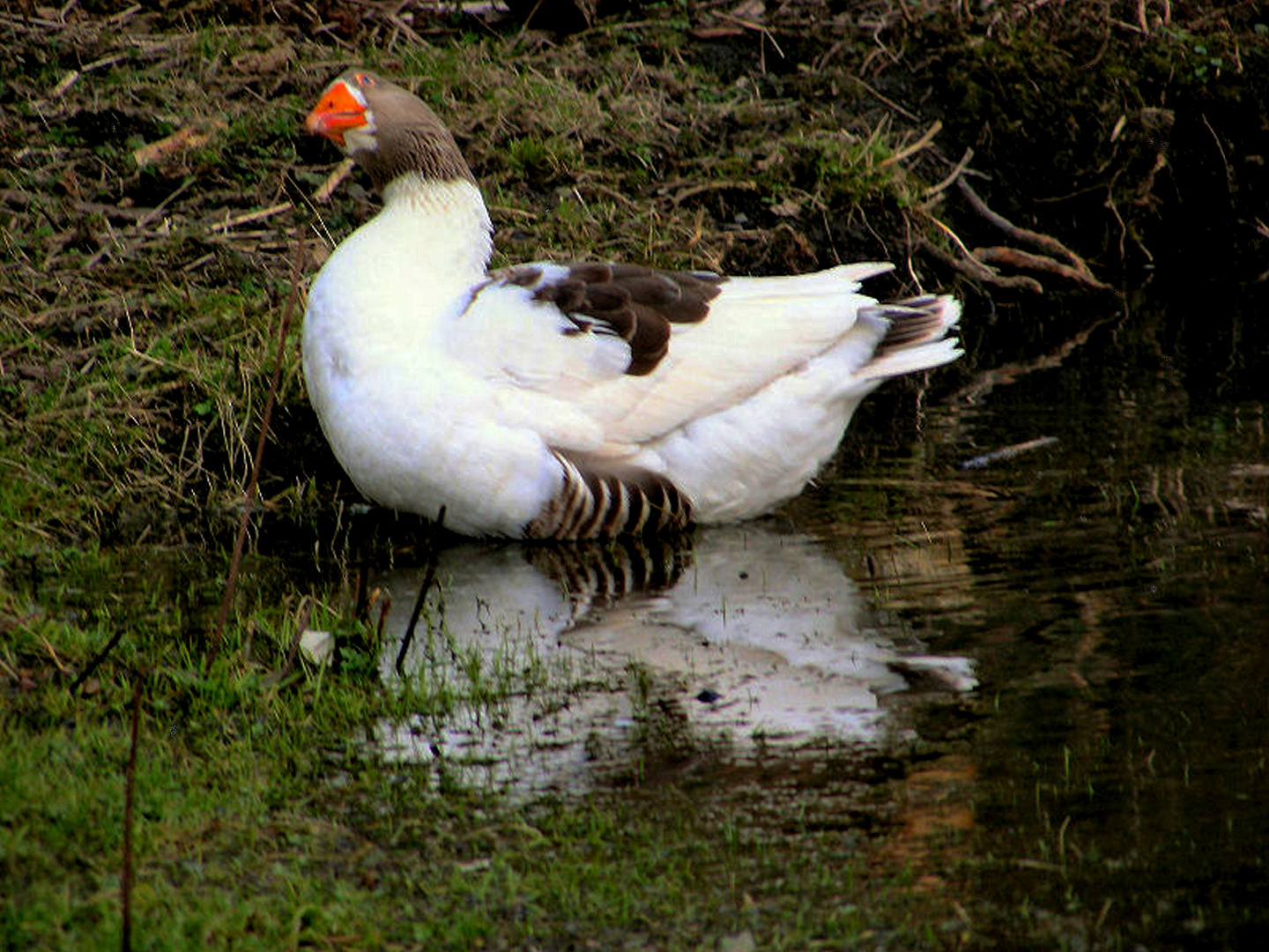 Neugierige Gans