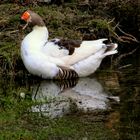 Neugierige Gans