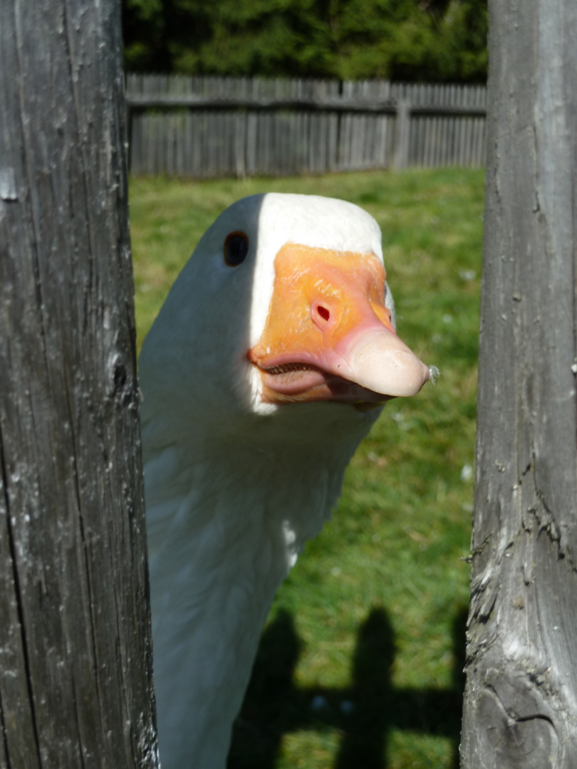 neugierige Gans