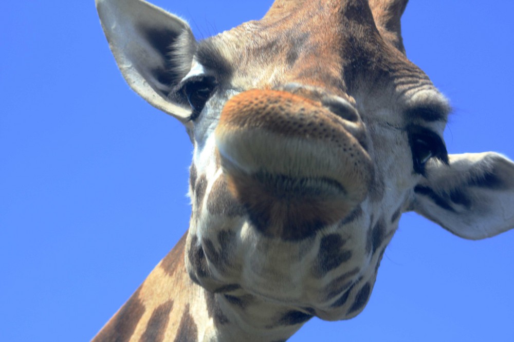 Neugierige Giraffe