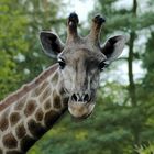 neugierige giraffe