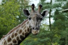 neugierige giraffe