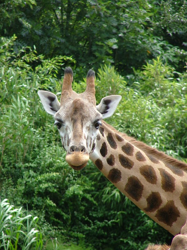 Neugierige Giraffe