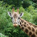 Neugierige Giraffe