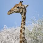 Neugierige Giraffe