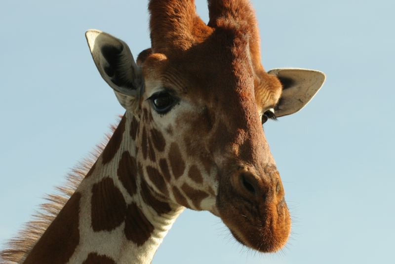 Neugierige Giraffe