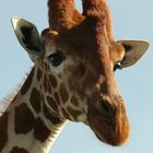 Neugierige Giraffe