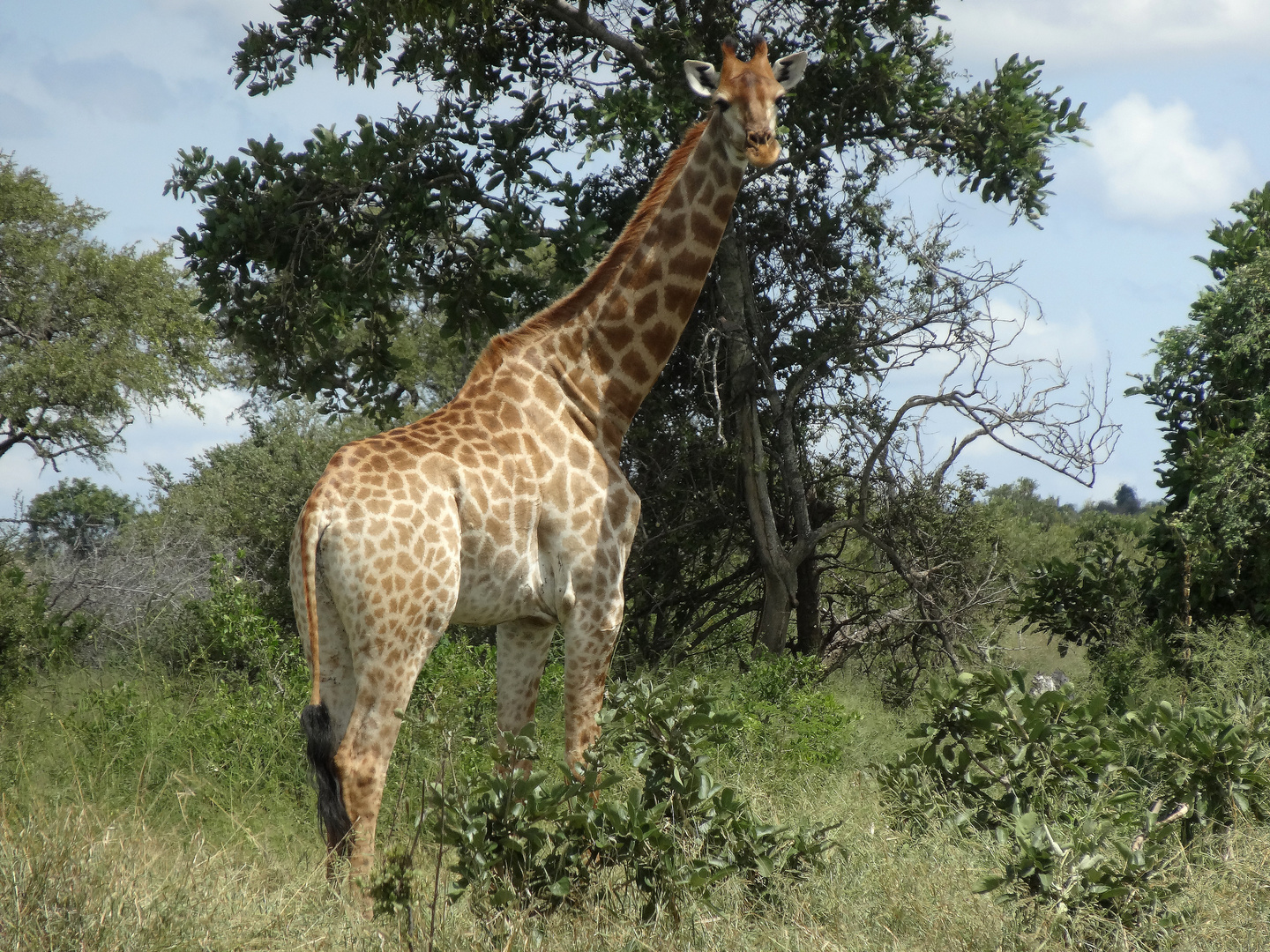 Neugierige Giraffe