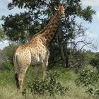 Neugierige Giraffe