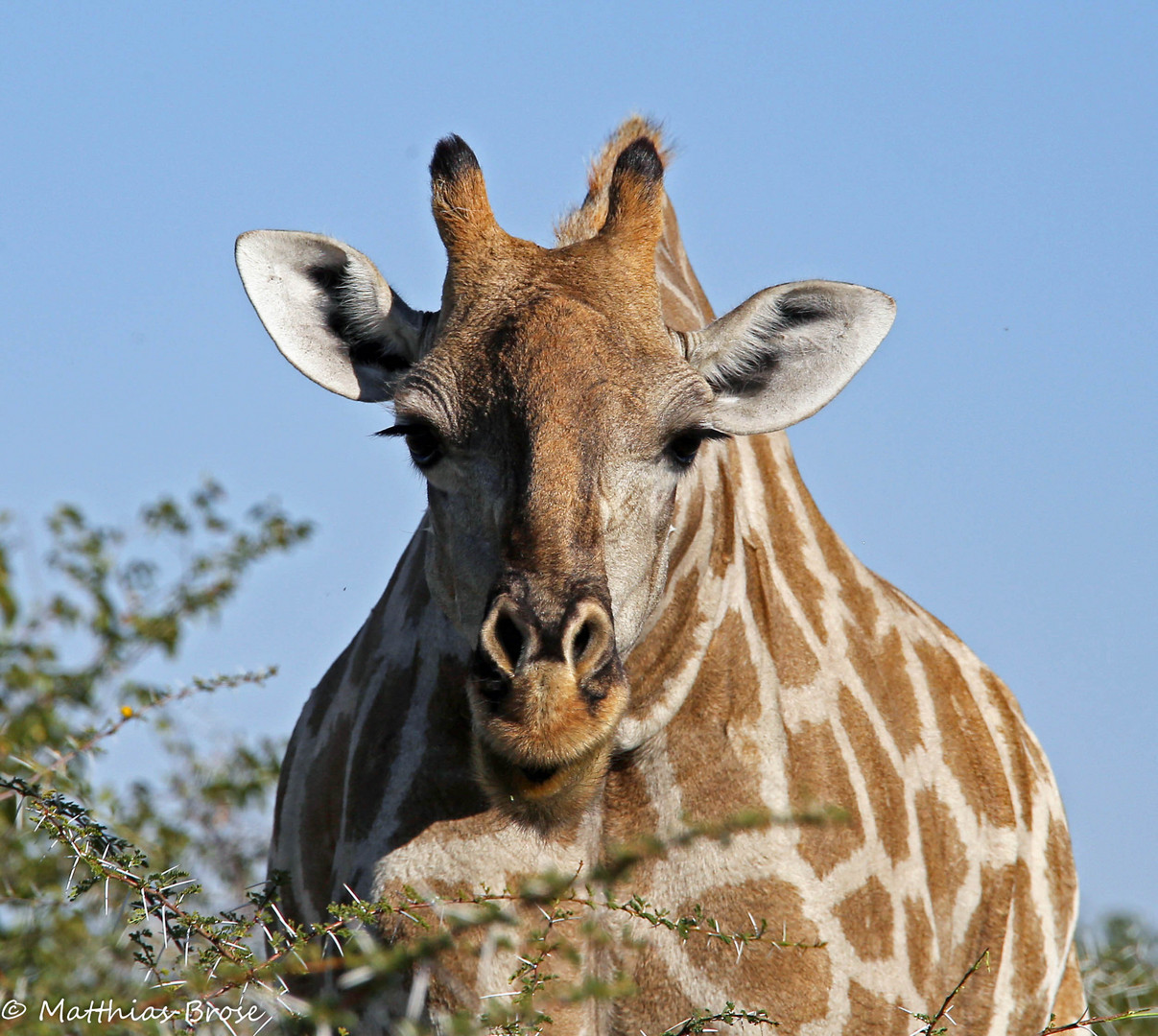 Neugierige Giraffe