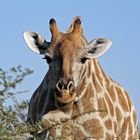 Neugierige Giraffe